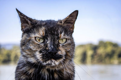 Close-up portrait of a cat