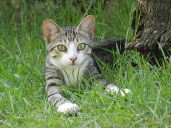 Portrait of a cat on grass