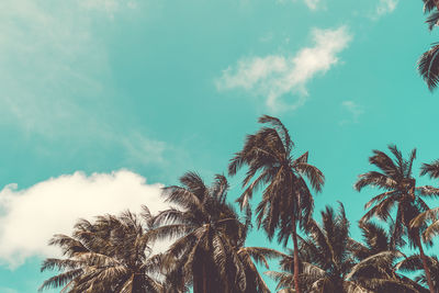 Low angle view of palm trees against sky