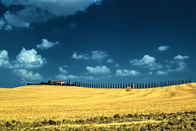 Scenic view of agricultural field against sky