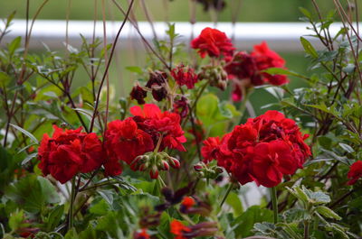 Close-up of red flowers blooming outdoors