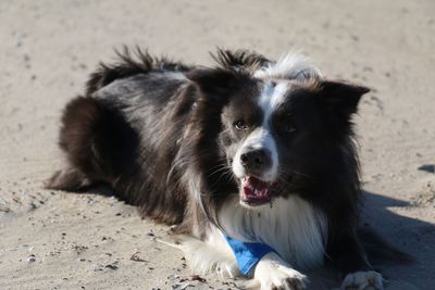 Close-up portrait of dog on beach