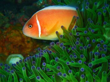 Close-up of fish swimming in sea