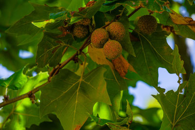 Low angle view of fruits growing on tree