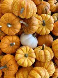 White pumpkin between yellow pumpkins