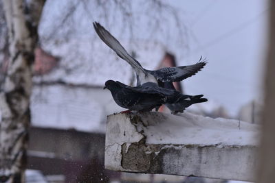 Close-up of bird perching on snow