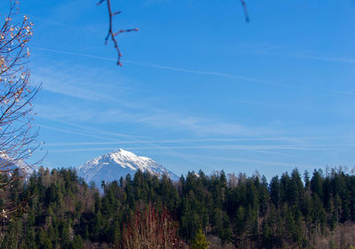 Low angle view of trees and plants against sky