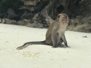 Close-up of cat on sand