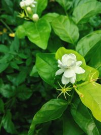 Close-up of flower blooming outdoors