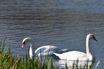 Swan swimming in lake