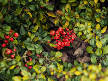 Close-up of berries growing on tree