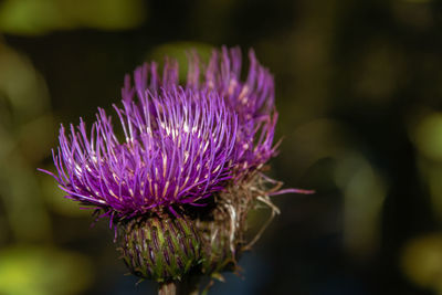 Close-up of purple thistle flower