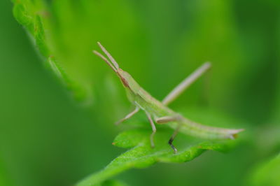 Close-up of insect on leaf