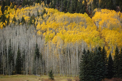 Pine trees in forest during autumn