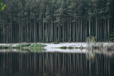 Scenic view of lake in forest