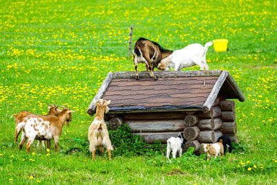 Goats family in the flowering pasture fighting for a place on the roof of a small hut