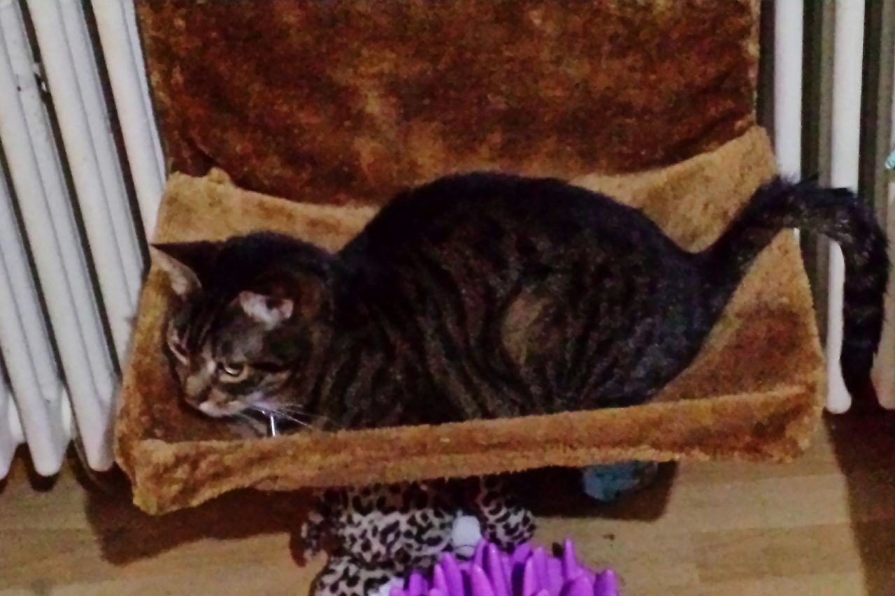 PORTRAIT OF CAT ON CARPET