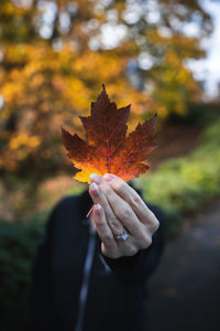 Close-up of hand holding maple leaves during autumn