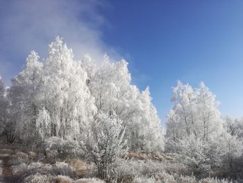 Snow covered trees against sky