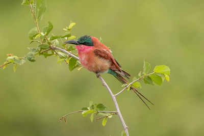 Close-up of bird perching on plant