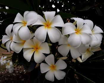 High angle view of white flowering plant