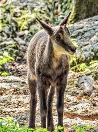 Squirrel standing on land