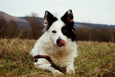 Portrait of dog sticking out tongue on field