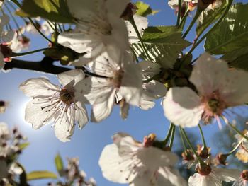 Close-up of cherry blossom