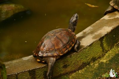 Close-up of turtle in water