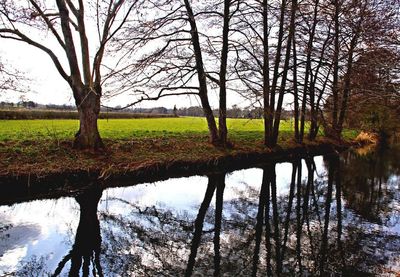 Reflection of bare trees in lake