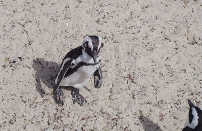 Penguins at boulders beach in simon town south africa