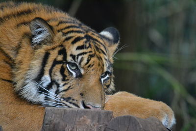 Close-up of tiger relaxing