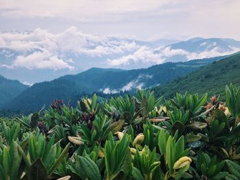 Scenic view of mountains against sky