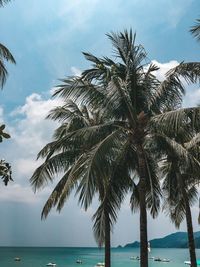 Palm trees at beach against sky