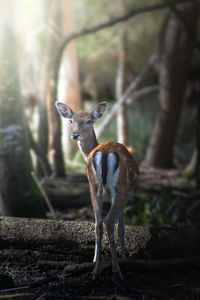 Portrait of deer standing in a forest