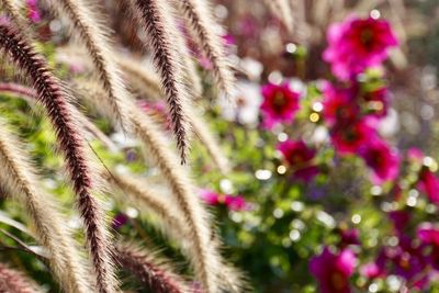 Close-up of pink flowers