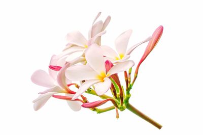 Close-up of pink flowers against white background