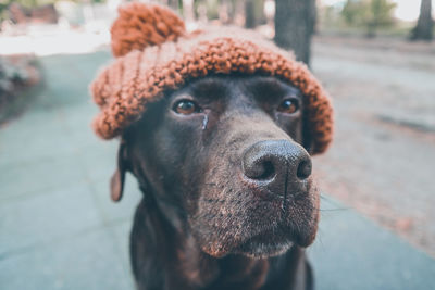 Close-up portrait of dog on footpath