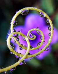 Close-up of wet plant