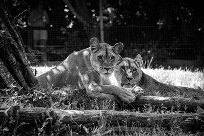 Portrait of two lions