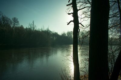 Scenic view of lake in forest