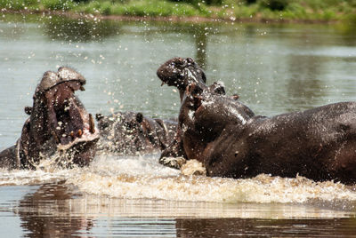 Hippo in lake