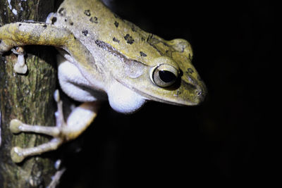 Close-up of frog