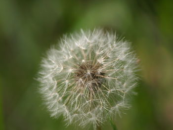 Close-up of dandelion flower