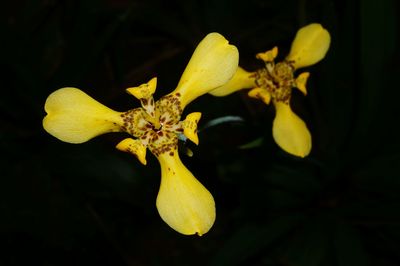 Close-up of yellow flowers