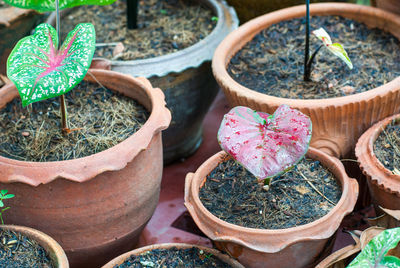 High angle view of potted plants