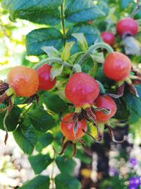 Close-up of cherries on tree