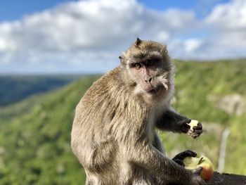 Portrait of monkey sitting on mountain