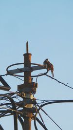 Low angle view of birds against clear sky