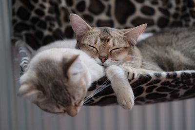 Close-up of cat sleeping